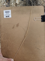 Muhlenbergia setifolia