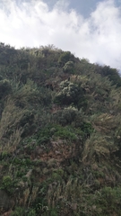 Olea europaea cerasiformis