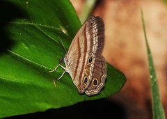 Cissia terrestris
