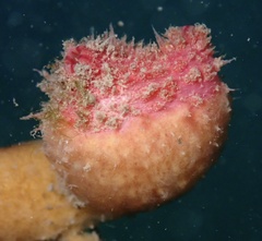 Boltenia villosa