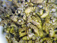 Cheilolejeunea comitans