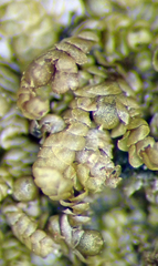 Cheilolejeunea comitans