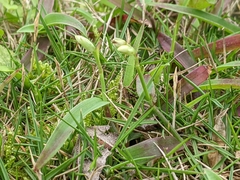 Murdannia loriformis