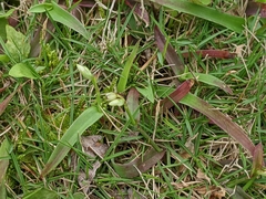 Murdannia loriformis