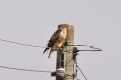 Buteo japonicus
