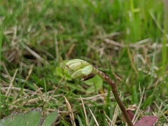 Murdannia loriformis