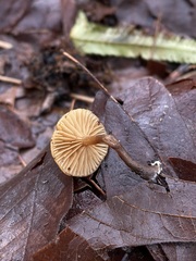 Galerina mammillata