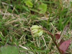 Murdannia loriformis