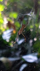Trichonephila clavipes