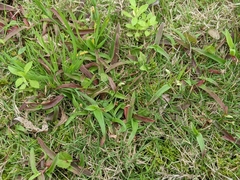 Murdannia loriformis