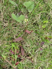 Murdannia loriformis