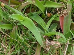 Murdannia loriformis