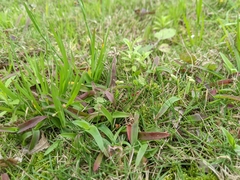 Murdannia loriformis