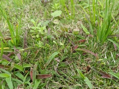 Murdannia loriformis