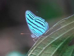 Cepheuptychia cephus