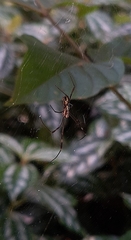 Trichonephila clavipes