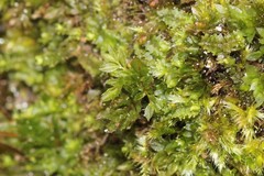 Mnium spinulosum