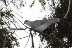 Streptopelia roseogrisea