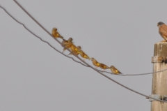 Chloris sinica