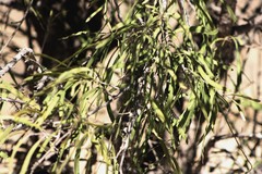 Alectryon oleifolius