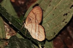 Pierella hortona