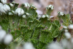 Selaginella pilifera
