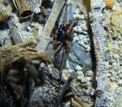 Corinnoidea