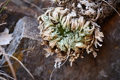 Selaginella pilifera
