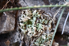 Selaginella pilifera