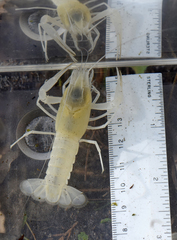 Procambarus pallidus