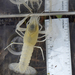 Procambarus pallidus - Photo (c) Erika Simons, algunos derechos reservados (CC BY-NC), subido por Erika Simons