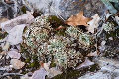 Selaginella pilifera
