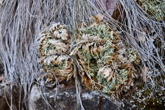 Selaginella pilifera