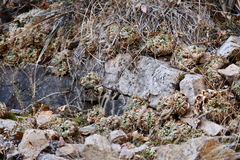 Selaginella pilifera