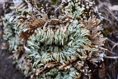 Selaginella pilifera