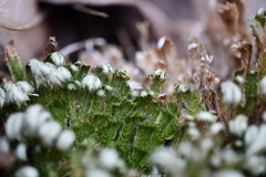 Selaginella pilifera