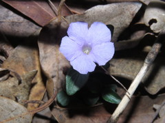 Brunoniella