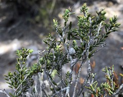 Melaleuca halmaturorum