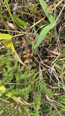 Galium hypocarpium