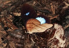 Pierella hortona