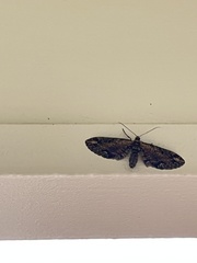 Eupithecia subapicata