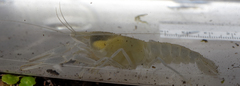 Procambarus pallidus