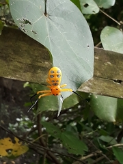 Platythomisus octomaculatus