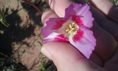 Clarkia gracilis sonomensis