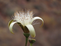 Pseudobombax cajamarcanus