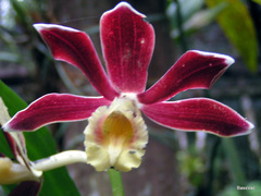 Phaius subtrilobus
