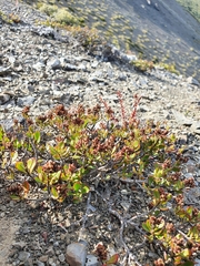 Veronica pentasepala