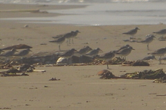 Pluvialis squatarola