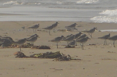 Pluvialis squatarola