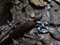 Oxyrhopus melanogenys